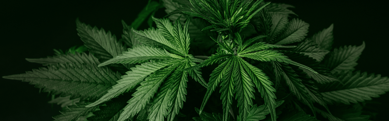 Cannabis gegen Gelenkschmerzen: Nat&uuml;rliche Linderung